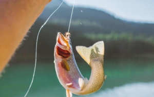 What is Phishing, and How Not to Get Caught